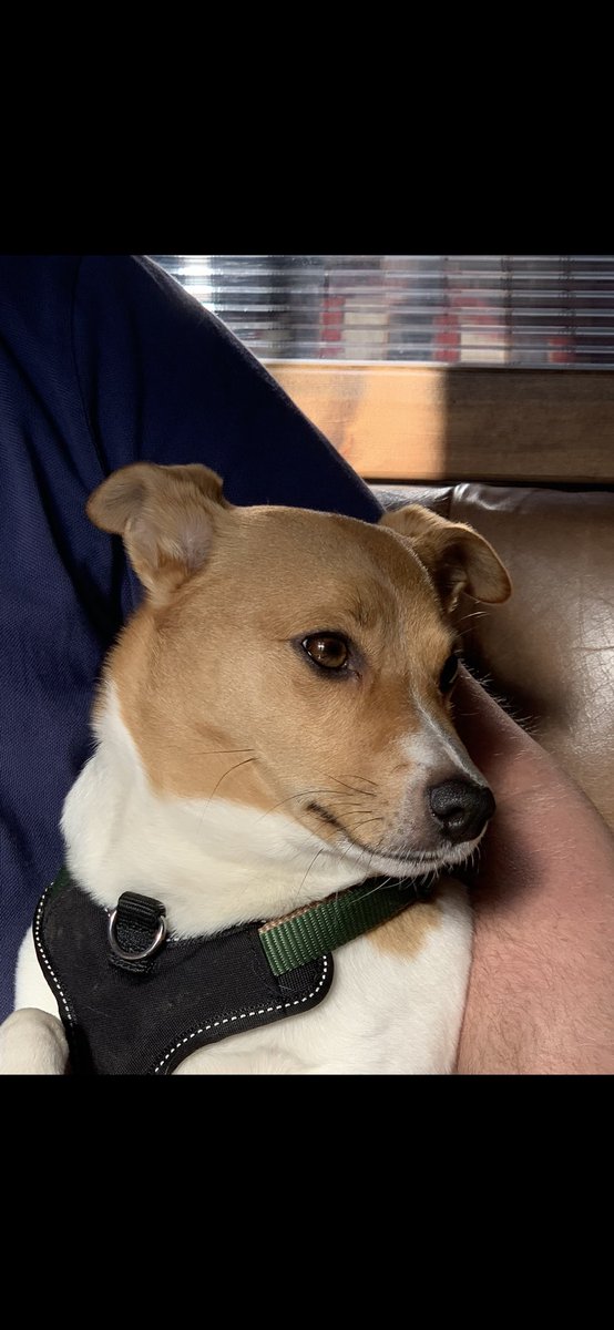 Cuddle Saturday ! Have a happy day everyone 1 more sleep and it’s Roast Day 🥰🥰🥰🥰