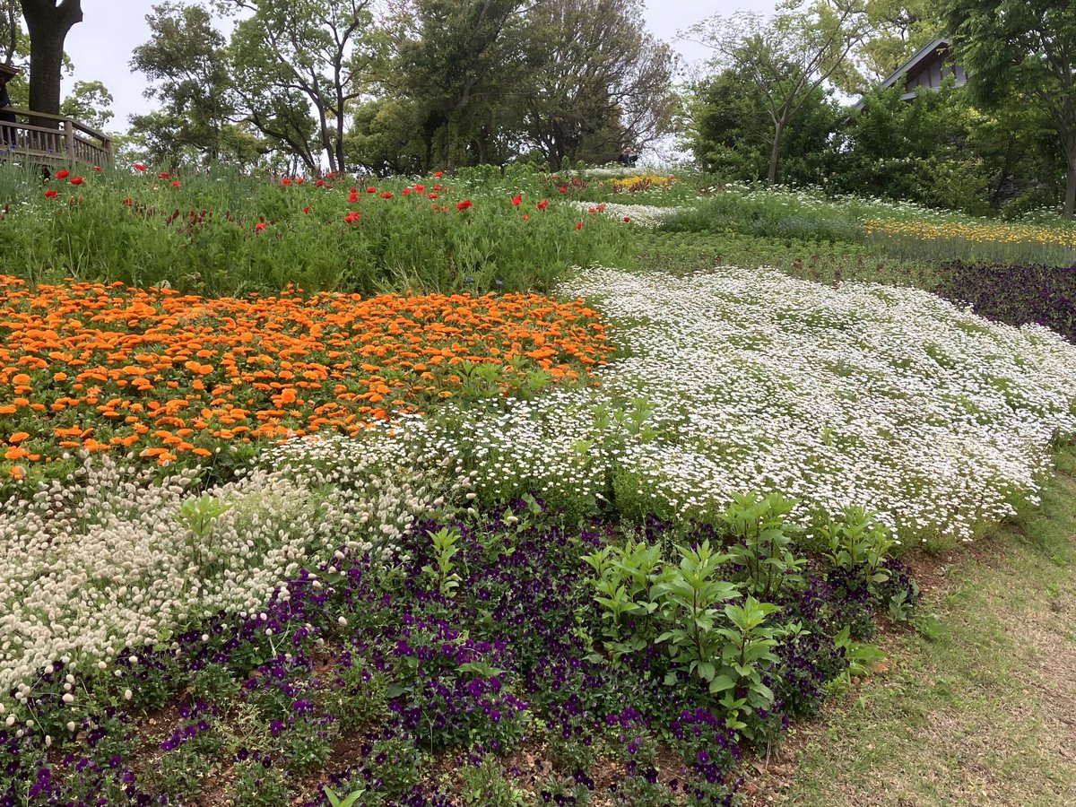 kobayashi_guide's tweet photo. Early in the morning cute and pretty flowers are already waiting for you now. #kochitrip 
#visitkochijapan #kochiguide #kochimakinogarden #iloveflower #牧野植物園 #高知 #朝ドラらんまん https://t.co/3jKMPVtrPS