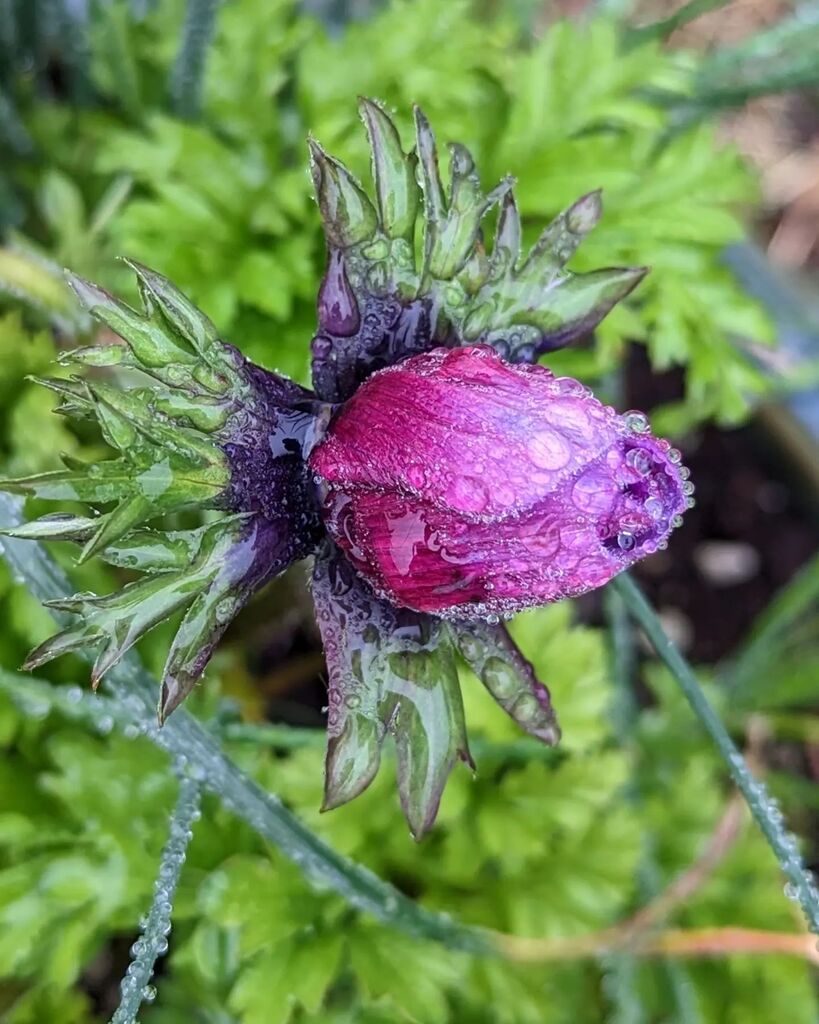 littleREDelf's tweet photo. Evolution of Mona Lisa anemone as she softly opens from rain to shine 🌧️🌞

#monalisaanemone #anemoneflower #threetreestaborgarden https://t.co/a3elPTFbtJ https://t.co/mBGPk3VljA