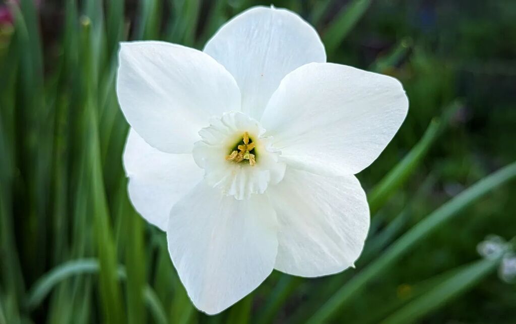 littleREDelf's tweet photo. Green Eyes Daffodil 🤍💚 

#daffodil #greeneyesdaffodil #threetreestaborgarden #springflowers https://t.co/0fu93yxwgW https://t.co/6QTg1tVNRm