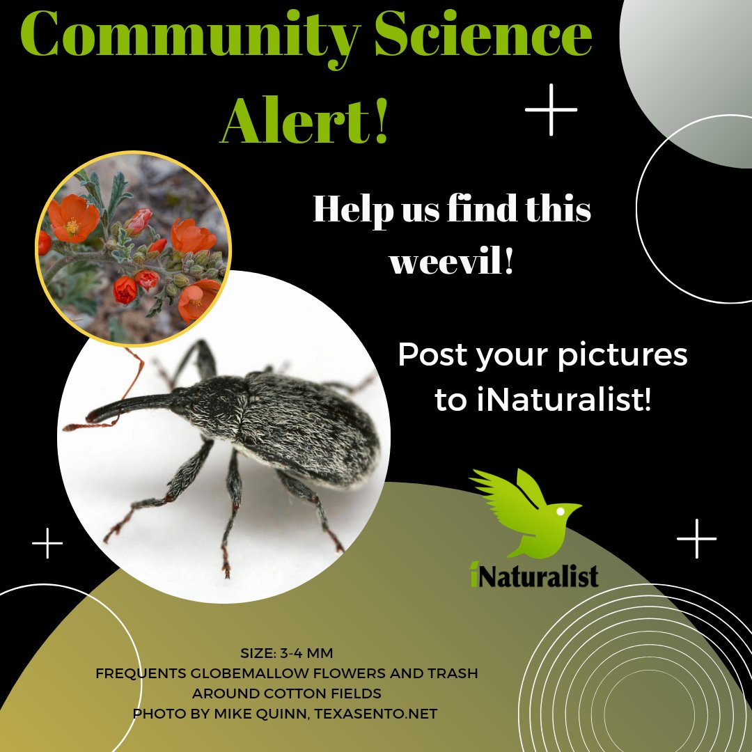 utepbc's tweet image. Hello hello fellow Texans, bug lovers, and community scientists! Can you help us find this weevil Anthonomous texanus that might occur in West Texas? We&apos;re trying to help a researcher get genetic samples from our area. Post your weevil pics to @inaturalist ! #entomology