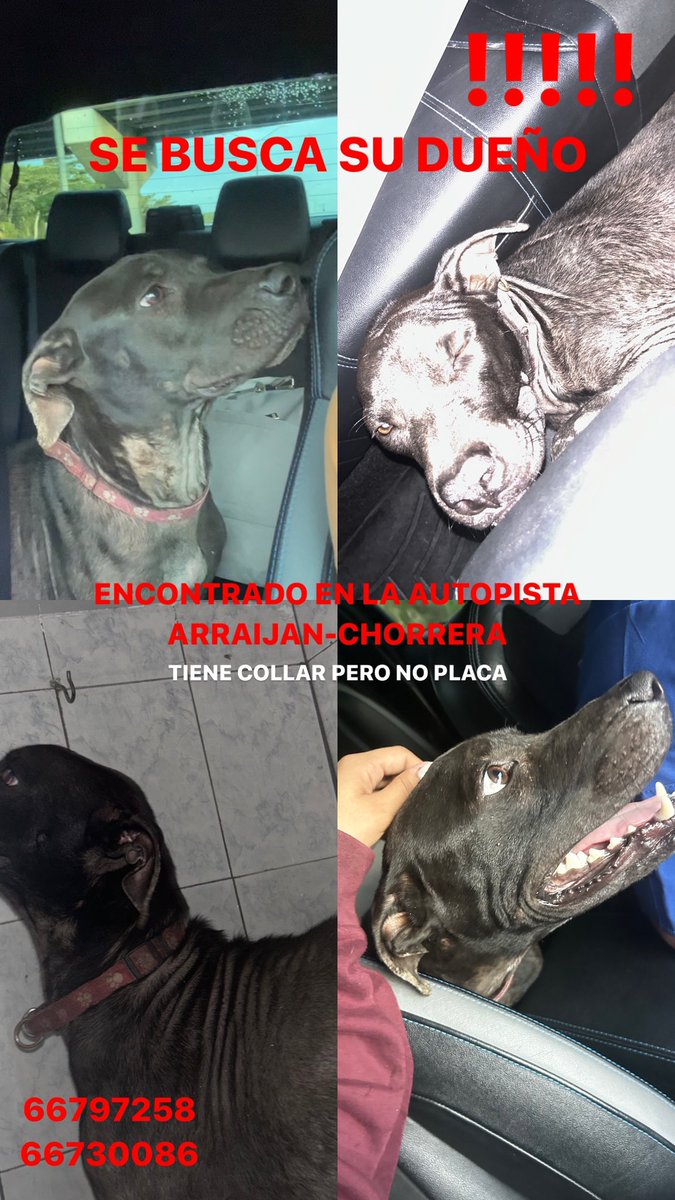 Canquibc's tweet photo. Este perrito estaba  cruzándose por los diferentes carriles de la interamericana (hacia el interior) al inicio de la autopista Arraijan-Chorrera. Tiene collar pero no plaquita 😭 Porfa share a ver si encontramos a su familia ♥️ https://t.co/4ZSiq8N3H8
