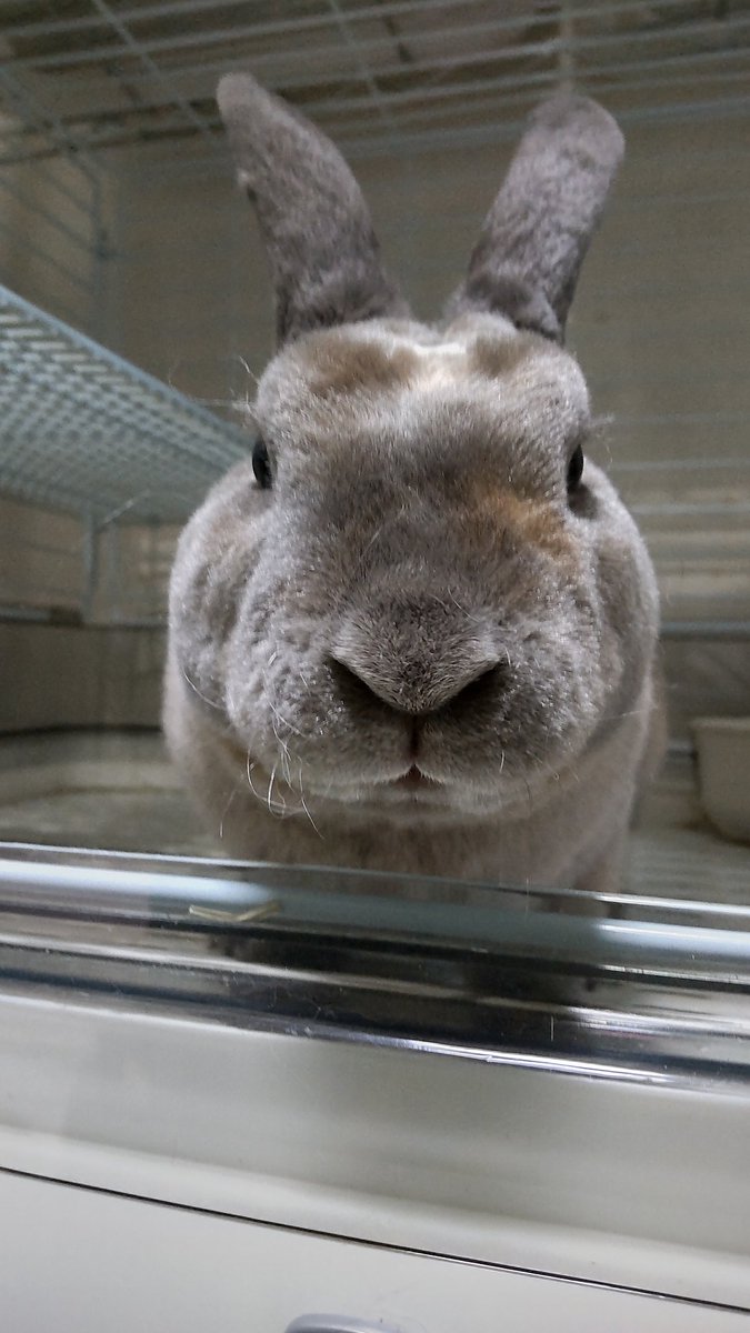 Chairousagi4's tweet photo. 何で朝ゴハンくれないの？
の顔🐰
食いしん坊なのにゴハン抜きにしてごめんね🥺
これから去勢手術で一泊入院してきます🏥 https://t.co/GMBWpHsnAl
