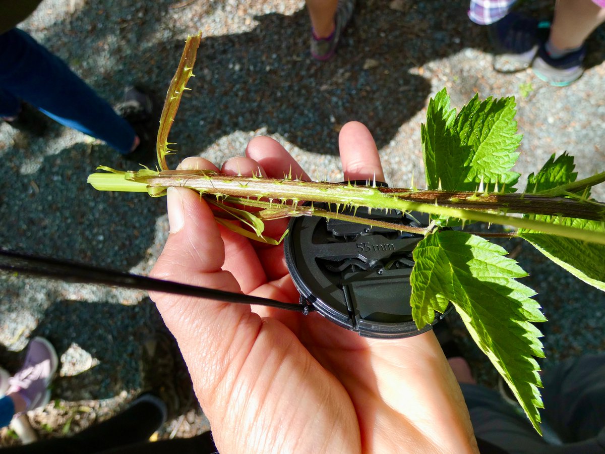 margoflower's tweet photo. A few pictures from my workshop today, called "Salmon, Salamanders, and Streams of Dreams: Indigenous Stewardship along Chilliwack Creek" (and the new Sq'ewqéyl I:mex Xalh (Skowkale Walking Path) with Steve Clegg, from the S.A.Y. Land Stewardship. #sd33learns @chwkteachers https://t.co/Q4Xhv7Ks4J