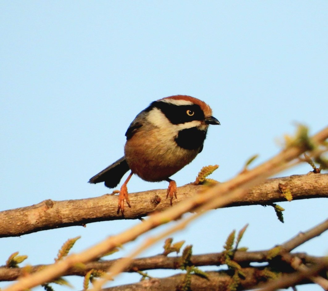 Black throated bushtit #indiaves #ThePhotoHour #BirdsOfTwitter #TwitterNatureCommunity #wildplanet #wildlife #BBCWildlifePOTD  #BirdsSeenIn2023 #birdtwitter #birds #wildlifephotography #birdwatching #birding #NaturePhotography  @ParveenKaswan  #GoodMorningTwitterWorld