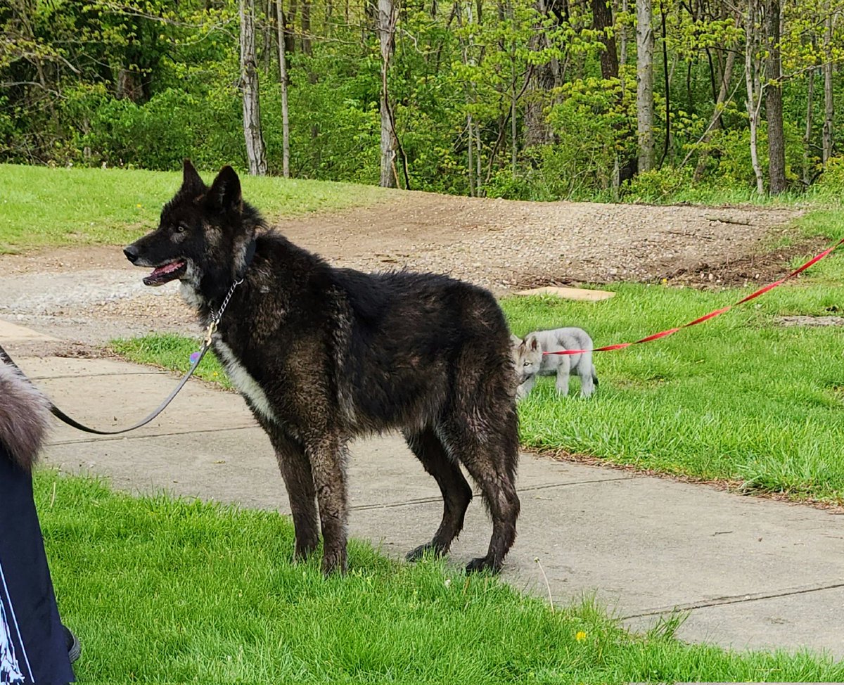 Jmac8907's tweet photo. Wolf and small wolf https://t.co/cCT4Q5Pw8o