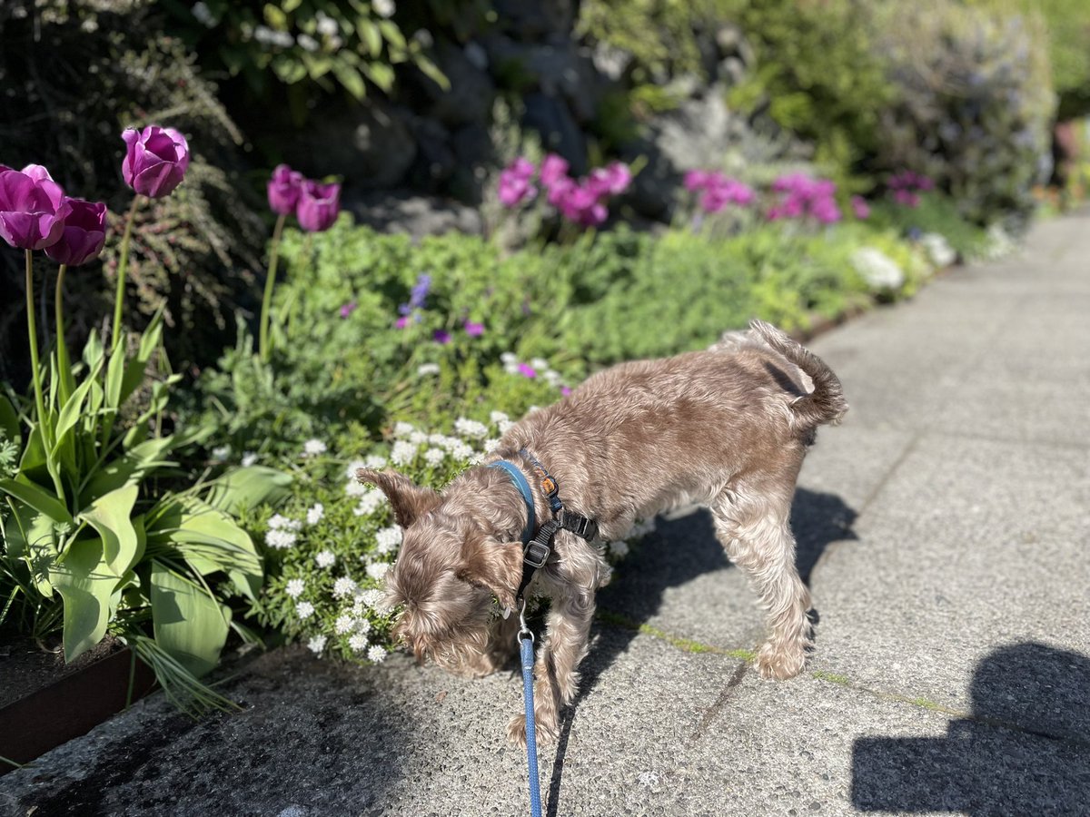 Leaving a very special message on this flower for all my pals in the #SchnauzerGang to find. Happy Spring!