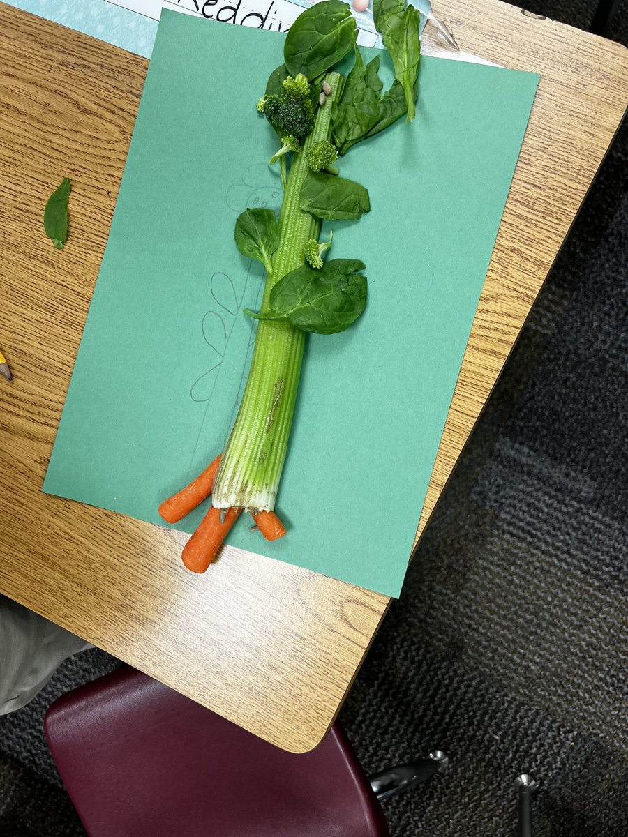 MrsNowak20's tweet photo. Students got to see all different parts of a plant today! They had so much fun seeing how we can eat each part of a plant. 
In the words of @EricJorgenson, “Science applied is the engine of humanity.” I hope schools never forget that! 🔬🧪🌿
@GFESgators https://t.co/hiNpcWjXtz