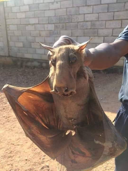 NeatCastPod's tweet photo. Evidence of the day! The Ahool is a bat like cryptid with a 12 foot wingspan that haunts the jungles, and casts a hell naw sized shadow. #ahool #evidence #neatcast #comedypodcast https://t.co/D5in9WLkRH
