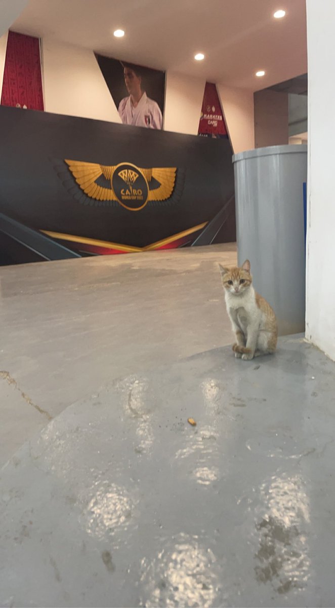 nonni92's tweet photo. @intlgymnast this cat was there last year! is it the same one? https://t.co/3xwvSo7DyQ