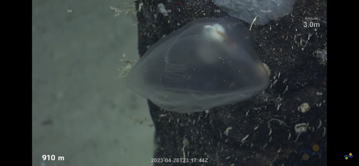 CaliKatBird's tweet photo. There’s an unwritten rule that says I must draw eyes on a predatory tunicate. Not my best work, apparently I need an Apple Pencil and not a cheap stylus. @SchmidtOcean #FalkorToo #WhitingBank https://t.co/e1xeKfgJGX