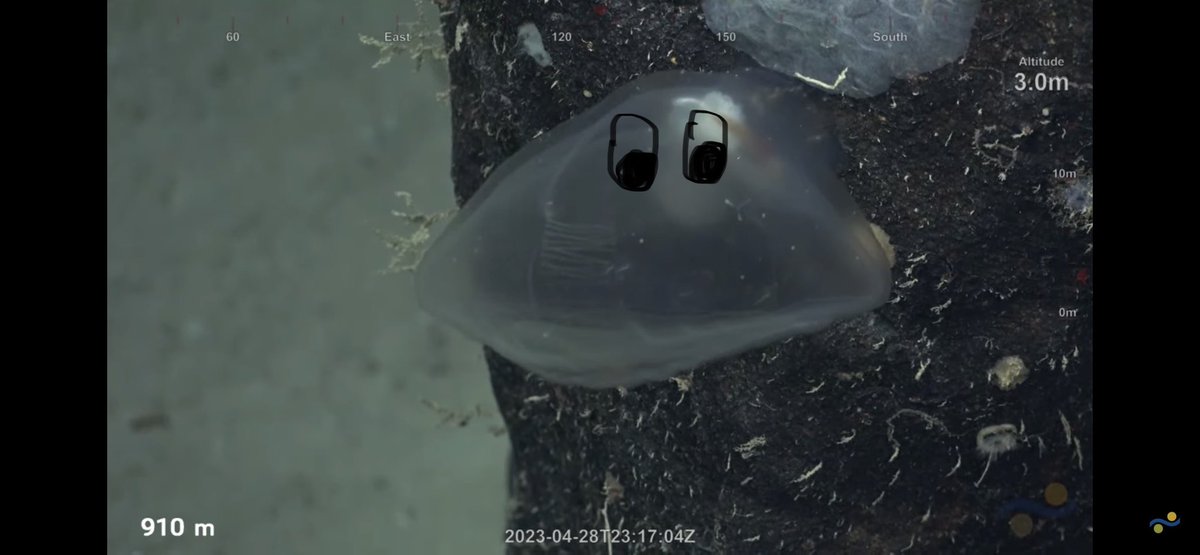 CaliKatBird's tweet photo. There’s an unwritten rule that says I must draw eyes on a predatory tunicate. Not my best work, apparently I need an Apple Pencil and not a cheap stylus. @SchmidtOcean #FalkorToo #WhitingBank https://t.co/e1xeKfgJGX