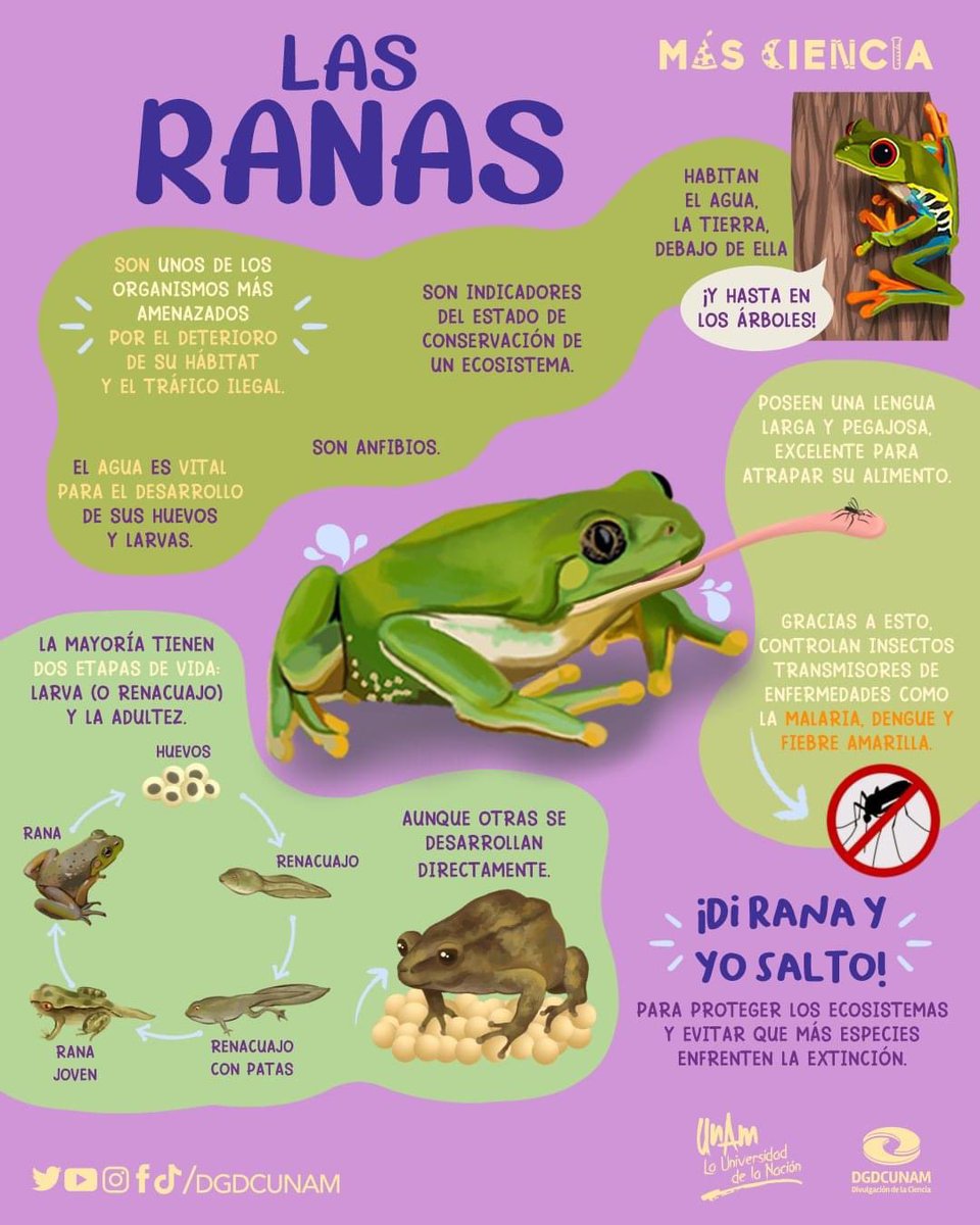 DGDCUNAM's tweet photo. No puede terminar el #DíaMundialDeLosAnfibios sin recordar que la rana es una de las especies con mayor amenaza de extinción.

¡Vamos a proteger los ecosistemas y a vivir con #MásCiencia!🐸 https://t.co/RvfnJj5IDG