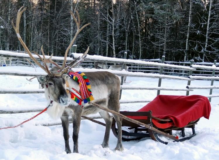 HireaSanta's tweet image. Santa Trivia!
Name all the reindeers without looking them up on the internet!
#reindeers #hiring #northpolesantaschool #santaclaus #regina #saskatoon #halifax #ottwa #london #kitchener