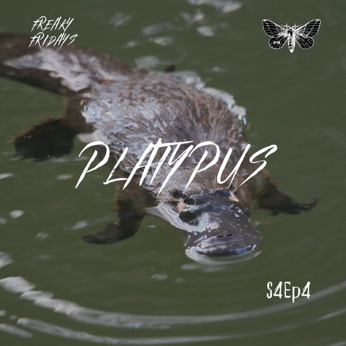 #NewEpisode #podcast #podmothnetwork Ad: Brutal, Bizarre, &amp; Boozy podcast #platypus