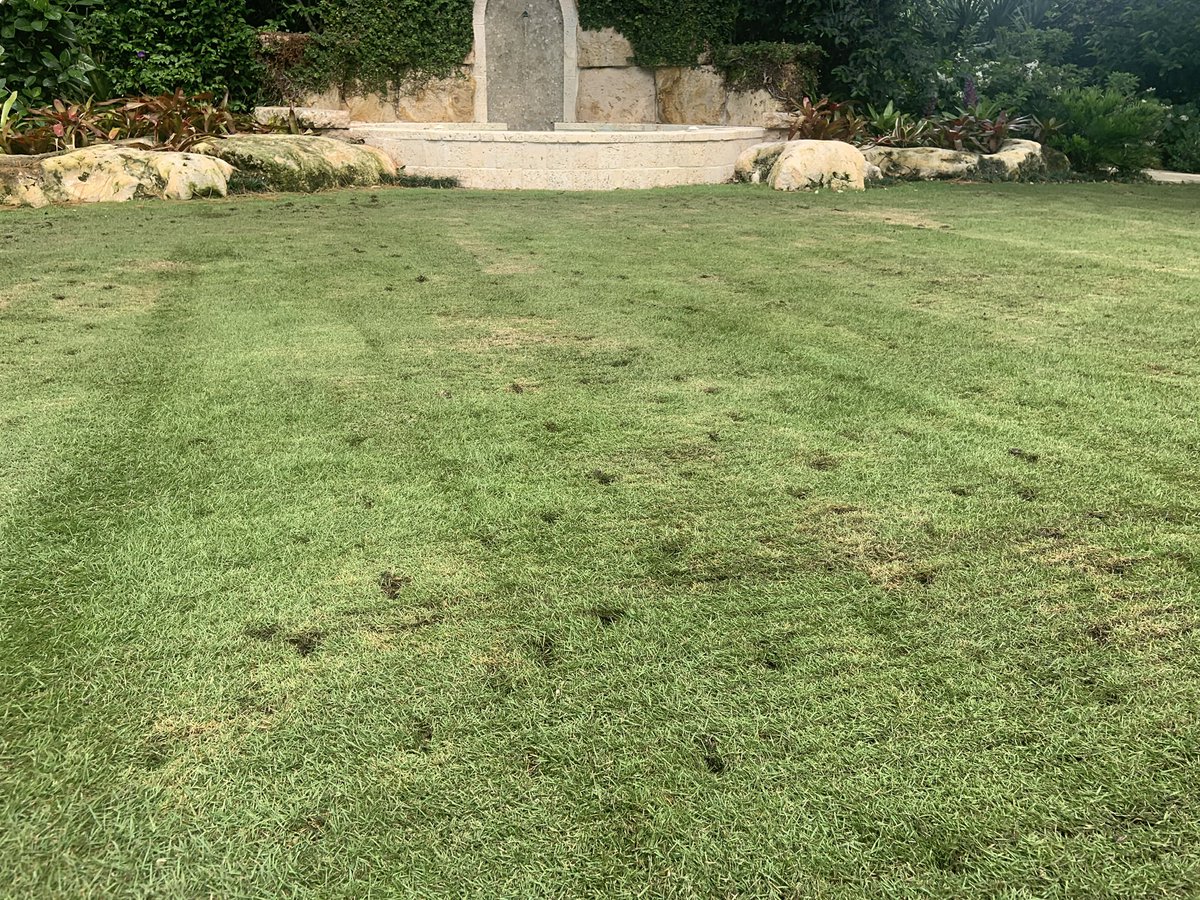Southern Turfgrass Services tweet media