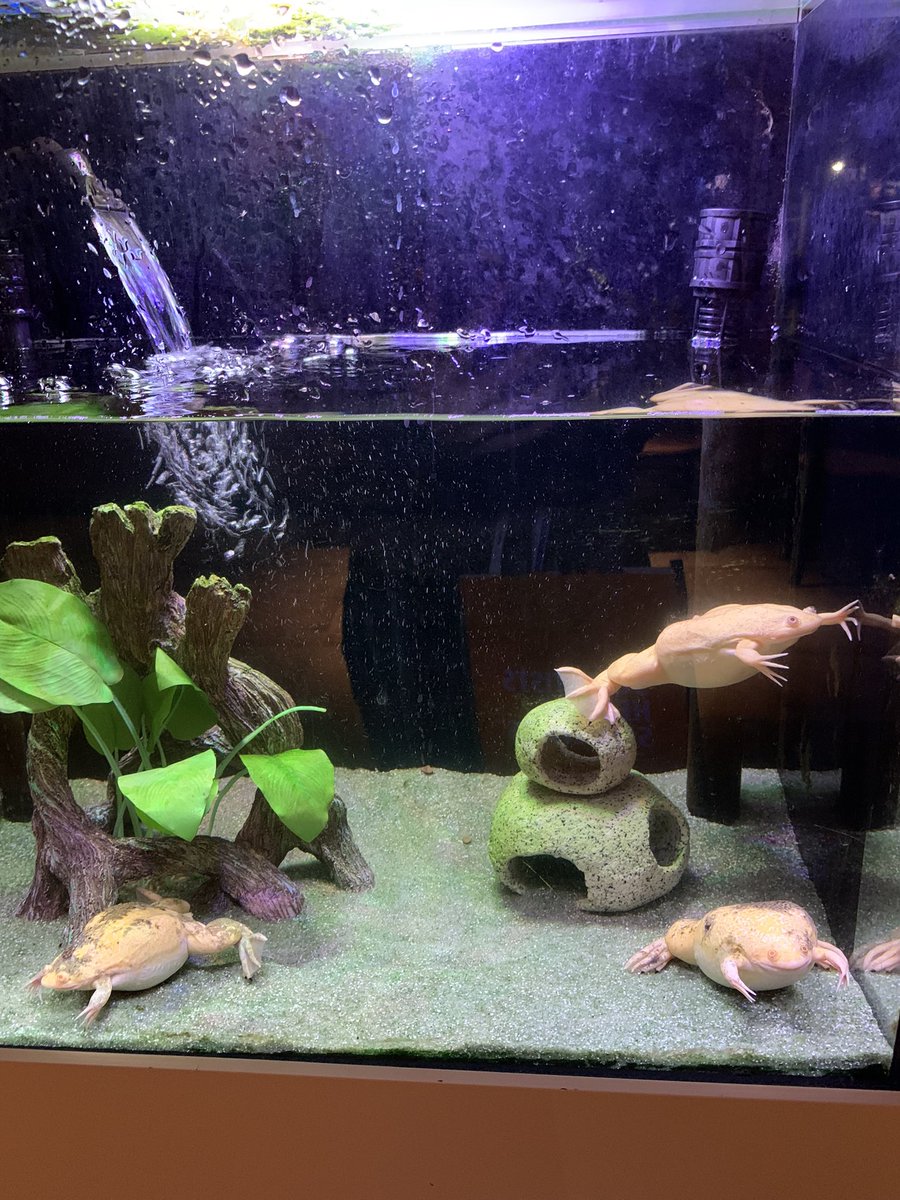 Greetings from <a href="/MBLScience/">Marine Biological Laboratory (MBL)</a> and <a href="/NESDBMeeting/">NESDB2023</a> A fantastic first day of talks and posters.