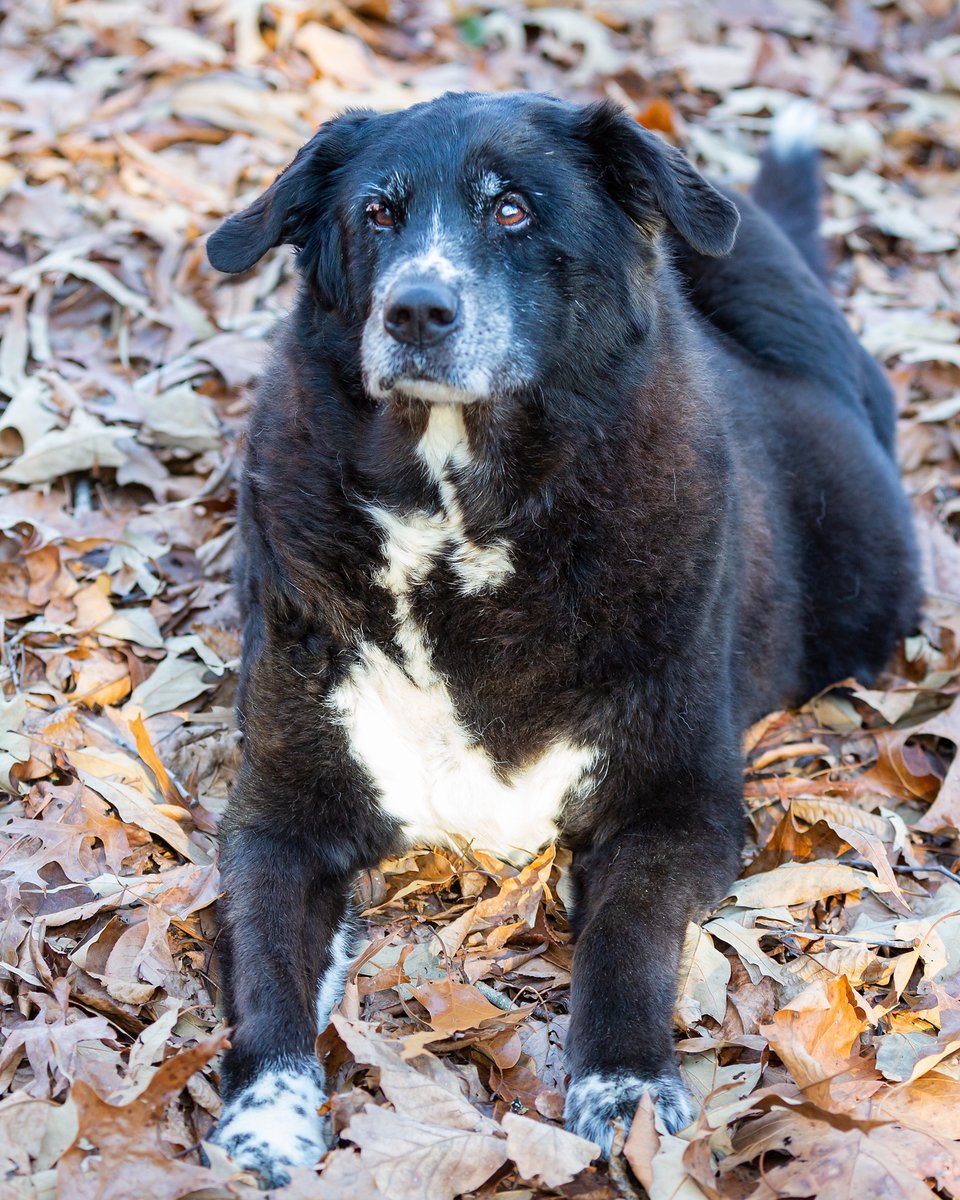 soirchick's tweet image. Tomorrow, our boy flies in from Utah to be with us as we release our old girl across the Rainbow Bridge on Sunday. I humbly ask for prayers and good wishes for us; she&apos;s been a part of our family for almost 15 1/2 years, and this will be impossibly difficult. Thank you all.
