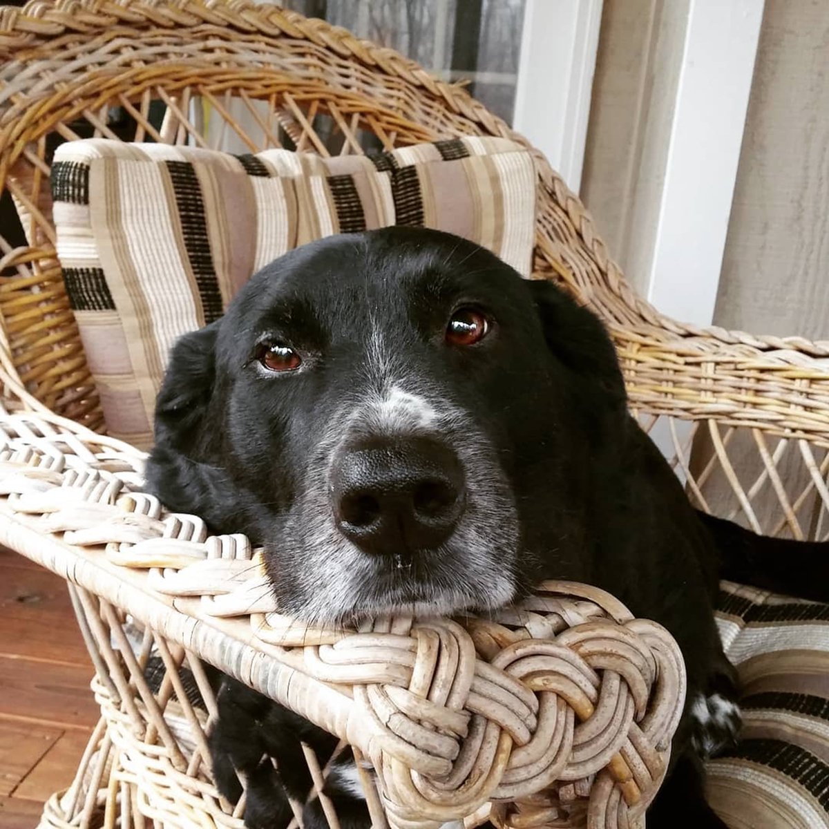 soirchick's tweet image. Tomorrow, our boy flies in from Utah to be with us as we release our old girl across the Rainbow Bridge on Sunday. I humbly ask for prayers and good wishes for us; she&apos;s been a part of our family for almost 15 1/2 years, and this will be impossibly difficult. Thank you all.