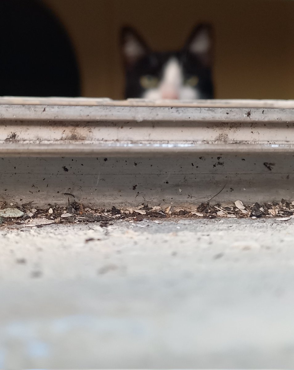 isranext's tweet image. #Divaza