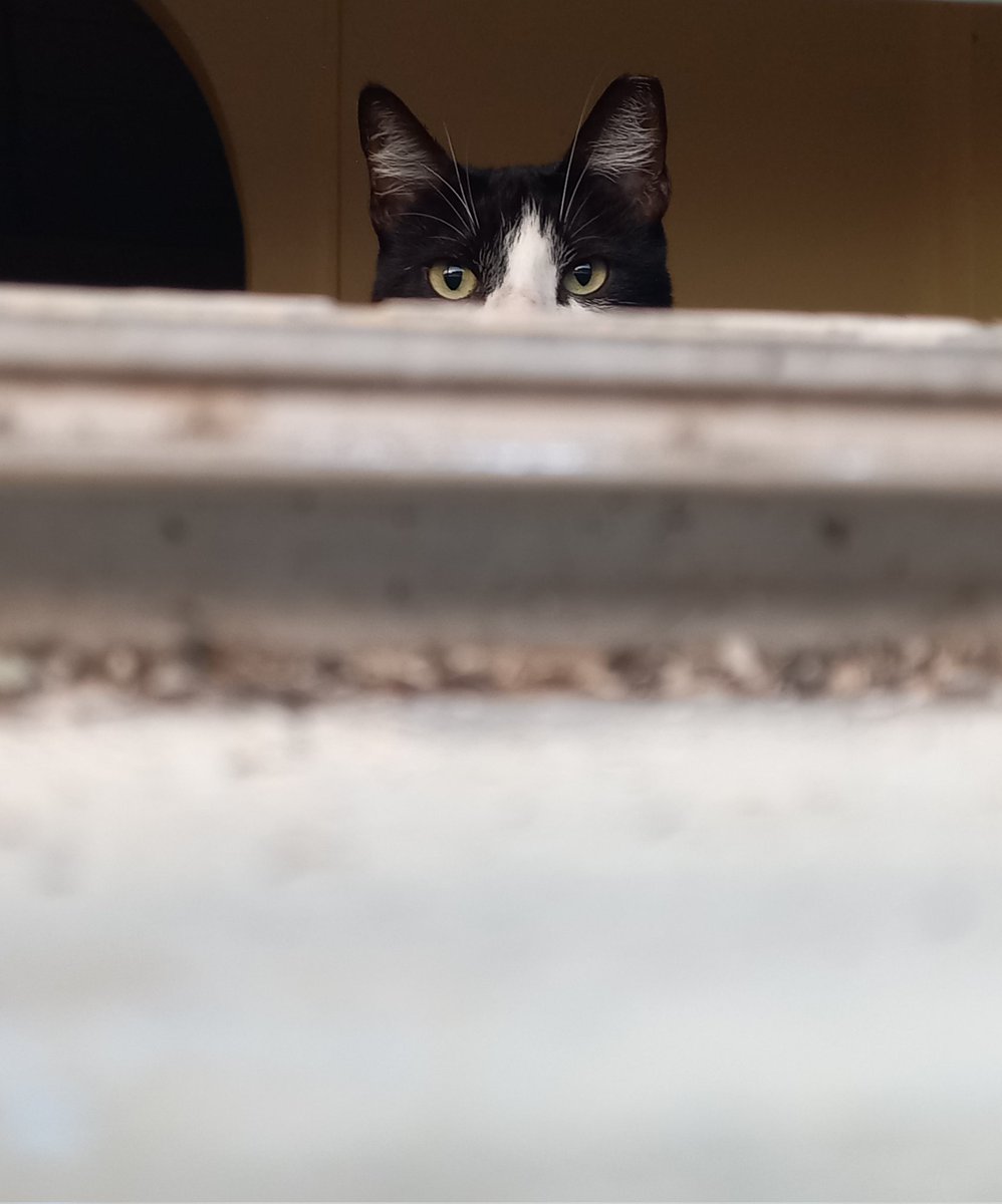 isranext's tweet image. #Divaza