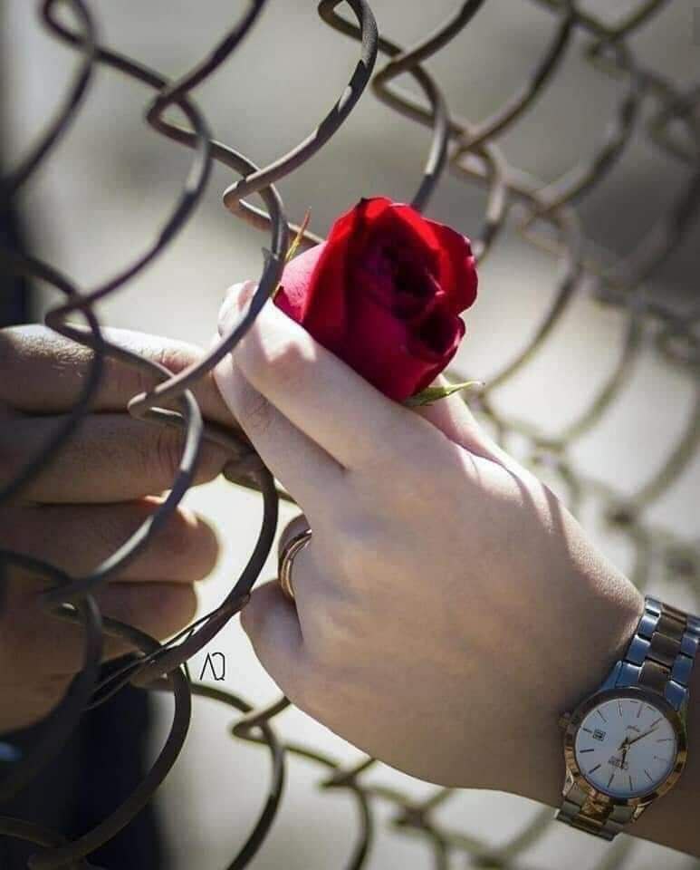 ahmmadbade's tweet photo. ګــرانـښت ..
يـو الـــــــهـي تـحفه ده 
هـغه خلک ډیر بـخـتور دي
چـی_پـه_یـو_چا_بي_حـده_ګران_وي https://t.co/905IQQojkk