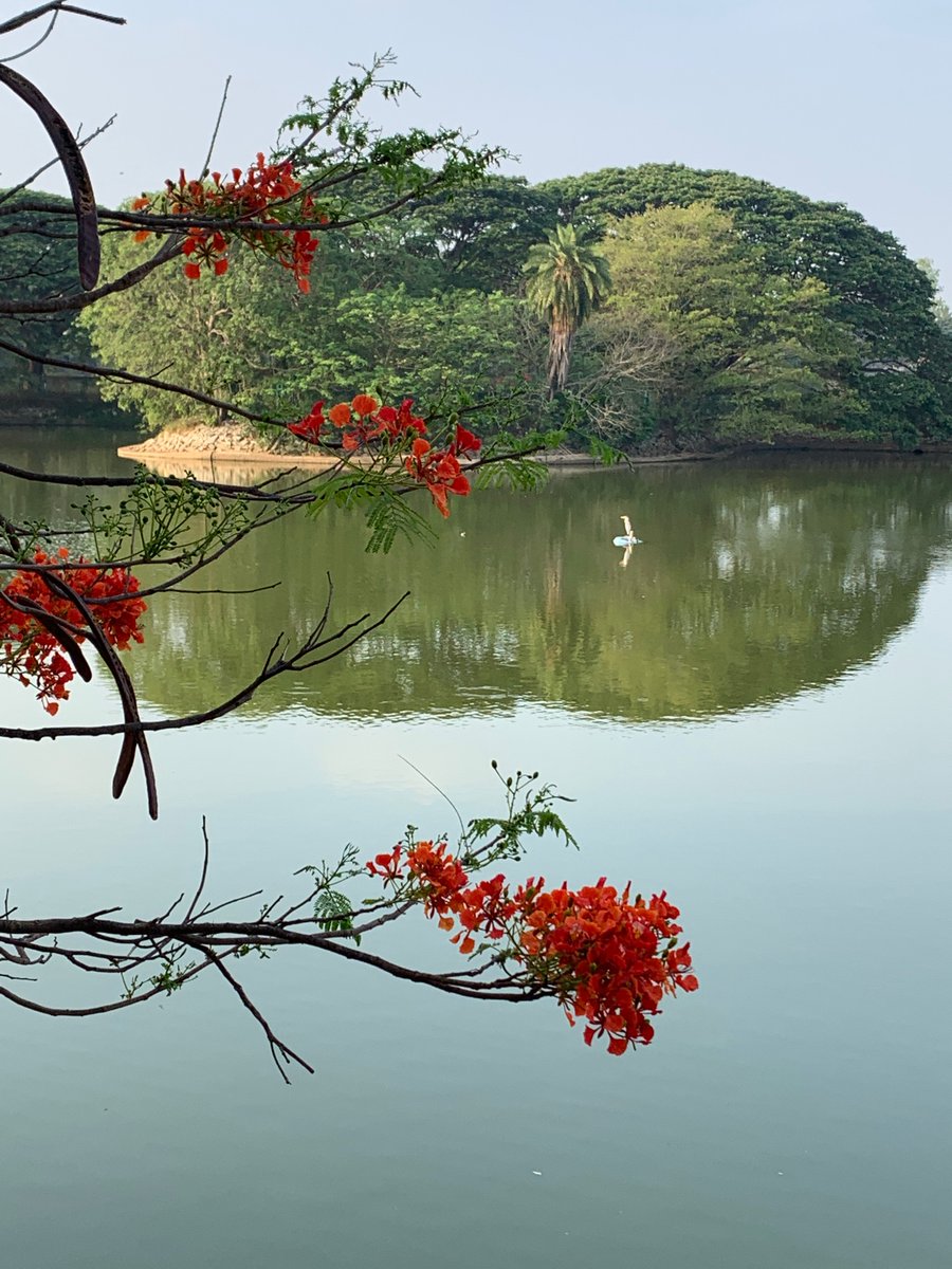 AishwaryaSudhir's tweet photo. @lifeindia2016 thinking of you guys quietly on my morning walks and sending you the energies of the summer reds and the majestic pause of a heron. #ritwickdutta #lalbagh #Bangalore ❤️ https://t.co/hD4PLSr3Sv