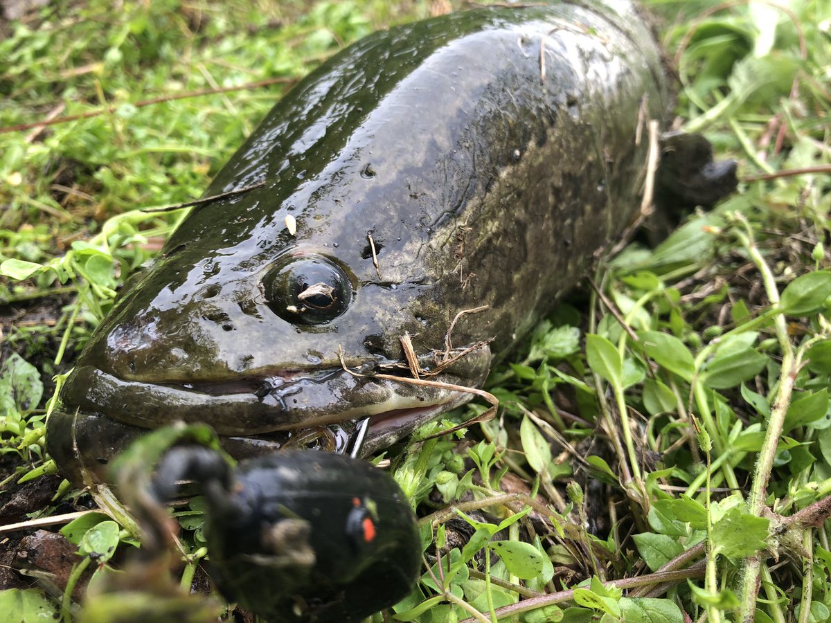 chabo_gerero's tweet photo. 4/29 雷魚釣行
小雨の中、インレットにスナプルブレード投げたらドン!
75センチくらいのナイスフィッシュ
その後は何も無く帰り際に60センチくらいの見え雷魚発見!
目の前で誘ってやると一発でバイトして来たけどバラしました、残念
#フィッシュマン
#75H
#雷魚 https://t.co/JojqQ84WyO