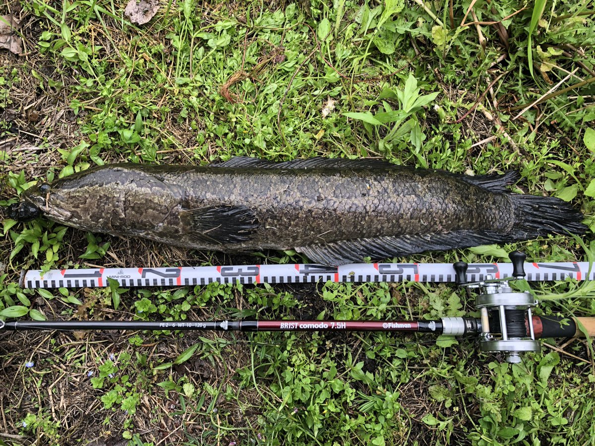 chabo_gerero's tweet photo. 4/29 雷魚釣行
小雨の中、インレットにスナプルブレード投げたらドン!
75センチくらいのナイスフィッシュ
その後は何も無く帰り際に60センチくらいの見え雷魚発見!
目の前で誘ってやると一発でバイトして来たけどバラしました、残念
#フィッシュマン
#75H
#雷魚 https://t.co/JojqQ84WyO