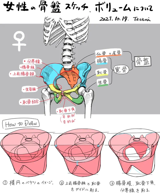 以前に描いた、女性の腰まわりの解剖学スケッチです。
建築設計の仕事をしながら美術解剖学スケッチを描くアカウントです。が、この4月はあまり描く時間を確保できませんでした。。 