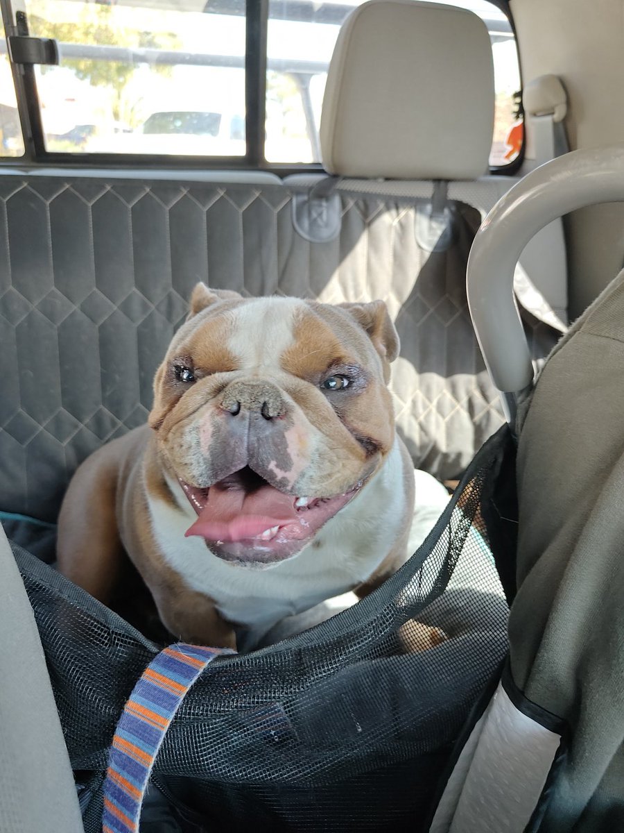 CirkuitKnight's tweet photo. @Nora_Mermaid Speaking of dogs I just adopted him. His name is not Keith but it's Nemo. He has a deformed paw is why he was named that. https://t.co/sfSBM4XN7W