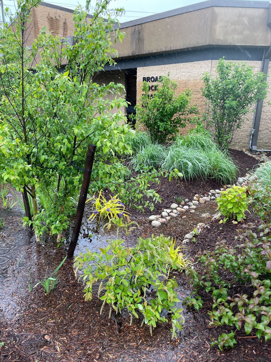 rvalibrary's tweet photo. Broad Rock Rain Gardens in action 🌧️ 🌿 https://t.co/8Malzw9TAl