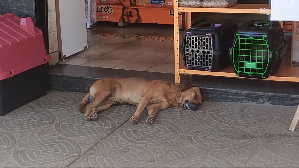 boaboathur's tweet photo. Fds, cachorro mimindo https://t.co/TWy9gpLwT4