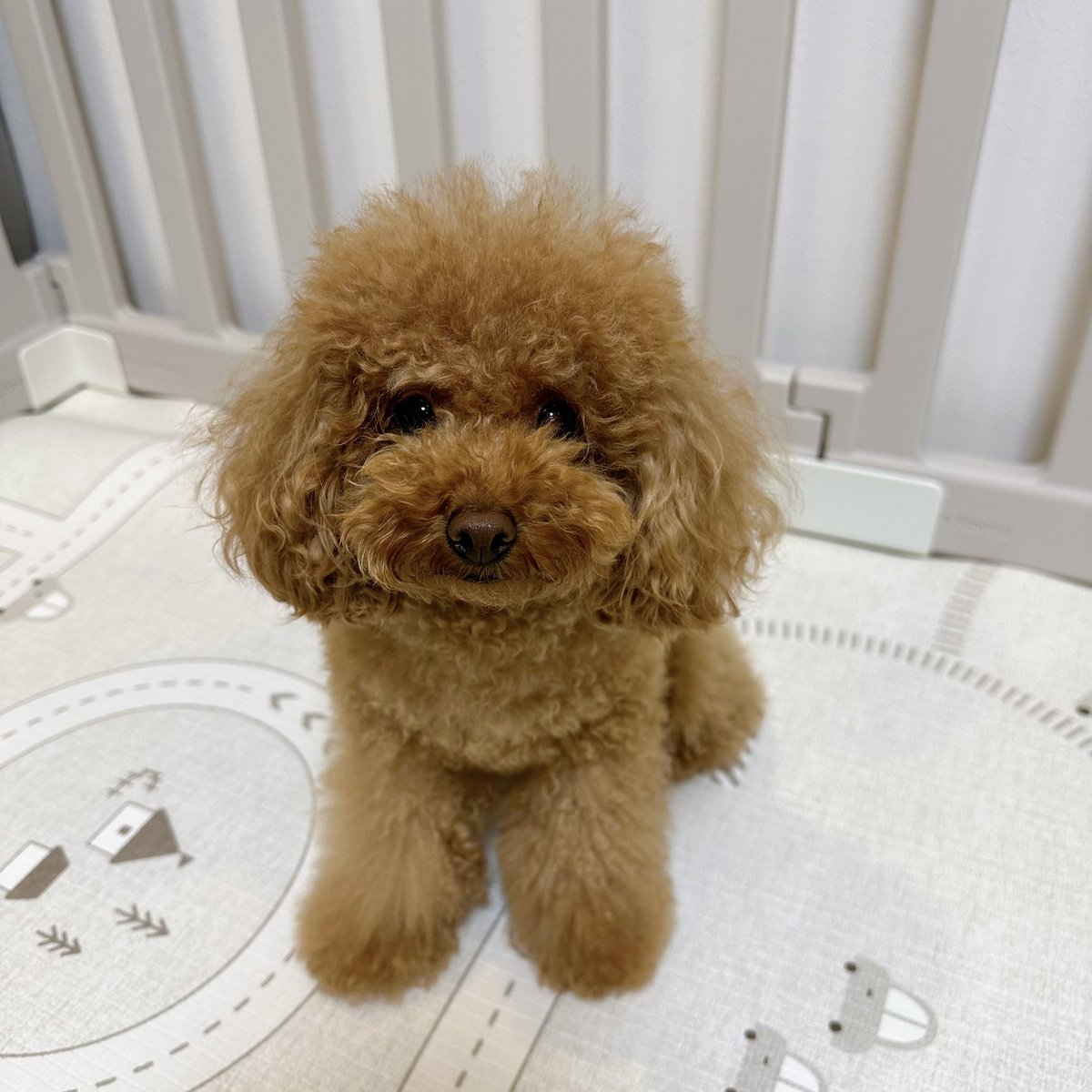 Michelle_e0705's tweet photo. 2ヶ月間、膝の調子が悪くなかなか
トリミングに行けなかったので
いつもより長くなってしまいました😓
病院の先生からトリミング許可をもらったので、2ヶ月ぶりに行ってきます🚗 https://t.co/sY3CfGoBvz