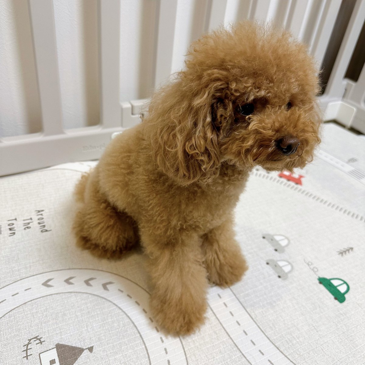 Michelle_e0705's tweet photo. 2ヶ月間、膝の調子が悪くなかなか
トリミングに行けなかったので
いつもより長くなってしまいました😓
病院の先生からトリミング許可をもらったので、2ヶ月ぶりに行ってきます🚗 https://t.co/sY3CfGoBvz