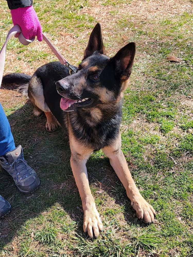 MAGSRPups's tweet photo. Rex is a 2 yr old GSD saved from euthanasia in Georgia who is good with dogs and people.  (T)Rex would be a ‘DINO-mite’ addition to the family! 
https://t.co/wLd5mPLaym
#magsr #adoptdontshop #rescue #gsdlove https://t.co/INpLch7AMN