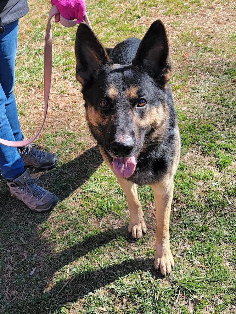 Rex is a 2 yr old GSD saved from euthanasia in Georgia who is good with dogs and people.  (T)Rex would be a ‘DINO-mite’ addition to the family! 
magsr.org/adopt
#magsr #adoptdontshop #rescue #gsdlove