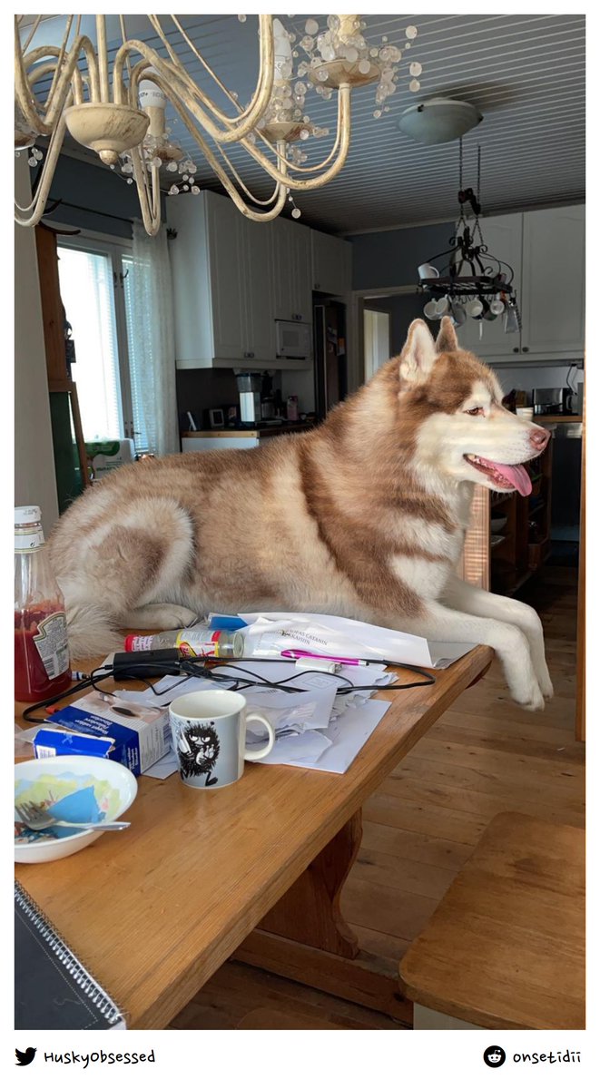 HuskyObsessed's tweet photo. No shame
#husky #siberianhusky #huskylove https://t.co/GUqD38RS8y