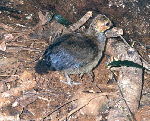 anngothauthor's tweet photo. #Brushturkeyfact No19. Friend or foe? No mum to warn me. Dog, snake, raptor, alarm calls of other birds. Chicks instinctively respond sensibly to all such predators, but not to 🐈. Crouching down instead of running doesn’t work for 🐈‍⬛ . Many get killed by cats! #megapodes #birds https://t.co/tgcrOVWSUQ