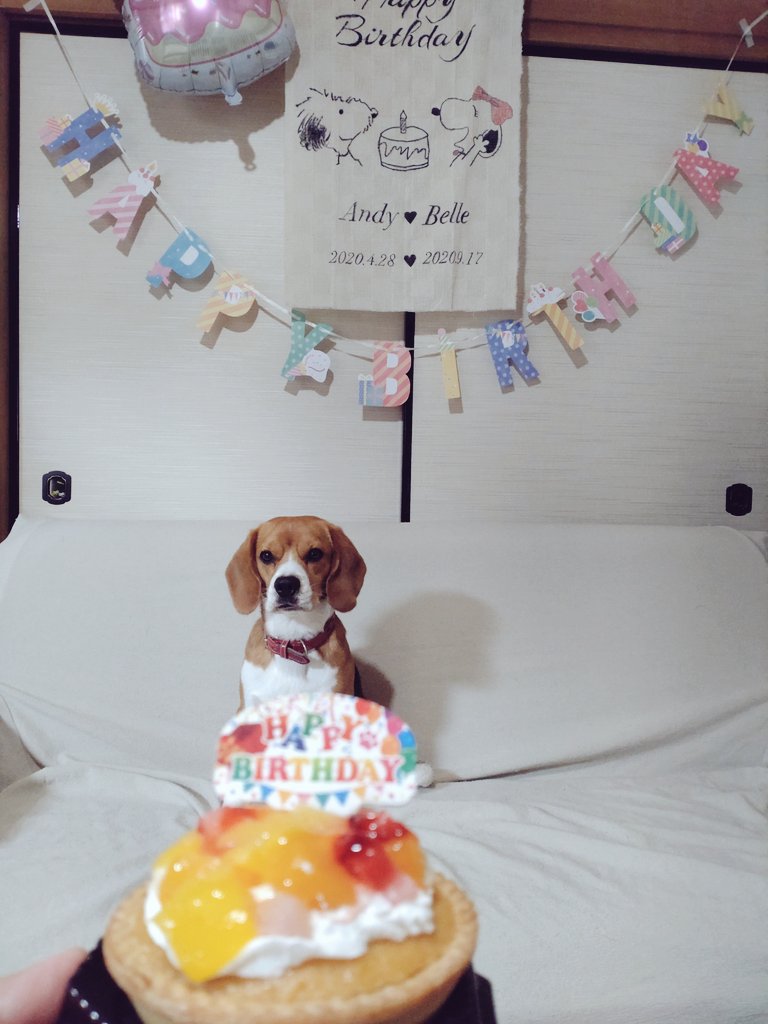 4月28日Andy3歳の誕生日🎂✨
