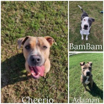 psychicwhisper3's tweet photo. 🆘🟧6 Dogs At The Mercy Of #CorpusChristiTX👺They Are All
INNOCENT😟KILL Date 5/5 NOON💥
✨BamBam #A352035
✨Adaman #A348527
💫Cheerio #A351977
🌟Roxy #A349603
⭐️Lola #A347717
💫Blitz #A352966
Shelter Is Full They Are Doing A Clean🧹
Lives Will Be Lost INFO⬇️🙏#Pledge2🛟
🆘🏃♀️ https://t.co/kBwIktoW0y