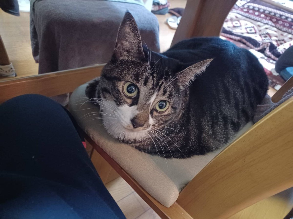 catchannel12's tweet photo. うちに来て4年経ちました。
4歳の誕生日おめでとう🎉（昨日w） https://t.co/hUWoiFfrBx