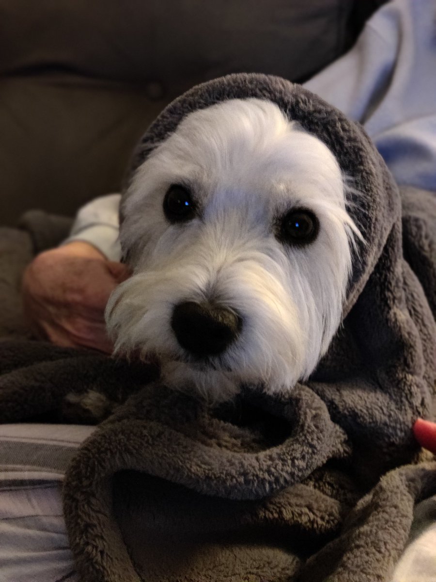 EWolfeND's tweet photo. My dog preparing for his role as Big Bad Wolf/Grandmother in an upcoming production of Little Red Riding Hood https://t.co/R0LXzrKDZe