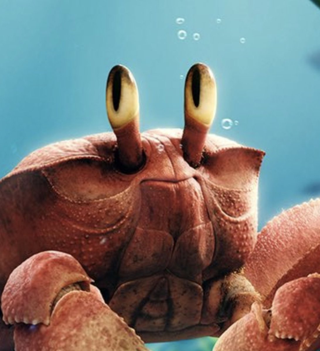 tayl0rlea's tweet photo. lol okay @Disney what is this 💀🦀 https://t.co/qrzVQaXHKt