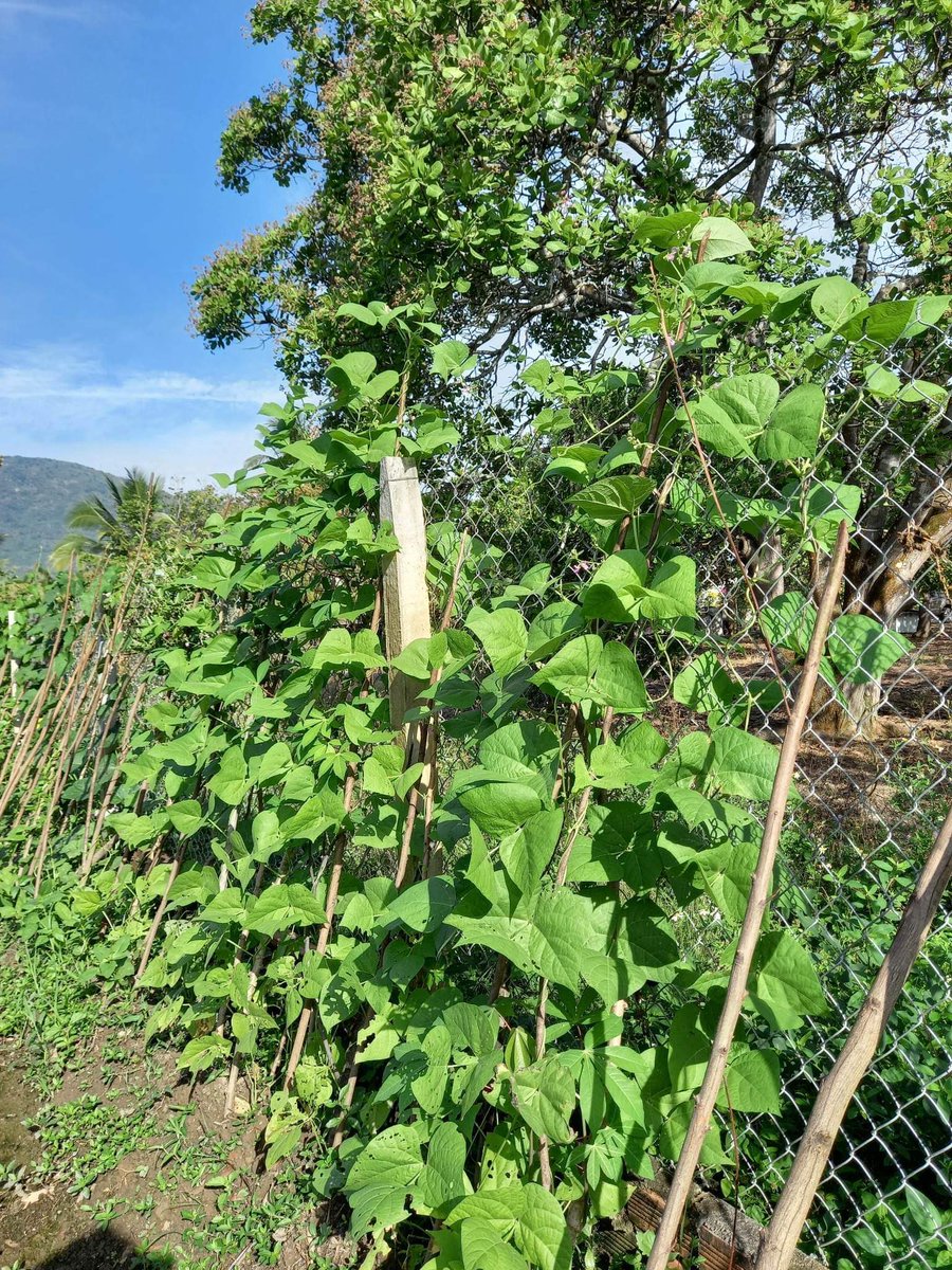 MiMi18699's tweet photo. 田舎はとっても静かです！
母親は野菜を作りました！
毎日新鮮な野菜を食べられます！🥬

良い連休を！✨ https://t.co/bvAHMI4kfs