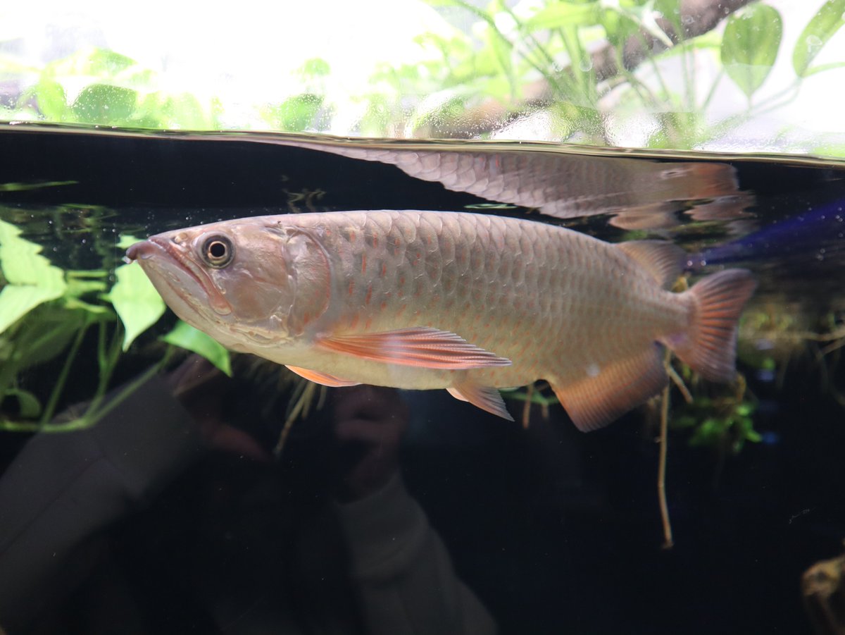 スポッテッドバラムンディ はオーストラリアに生息するアロワナの1種