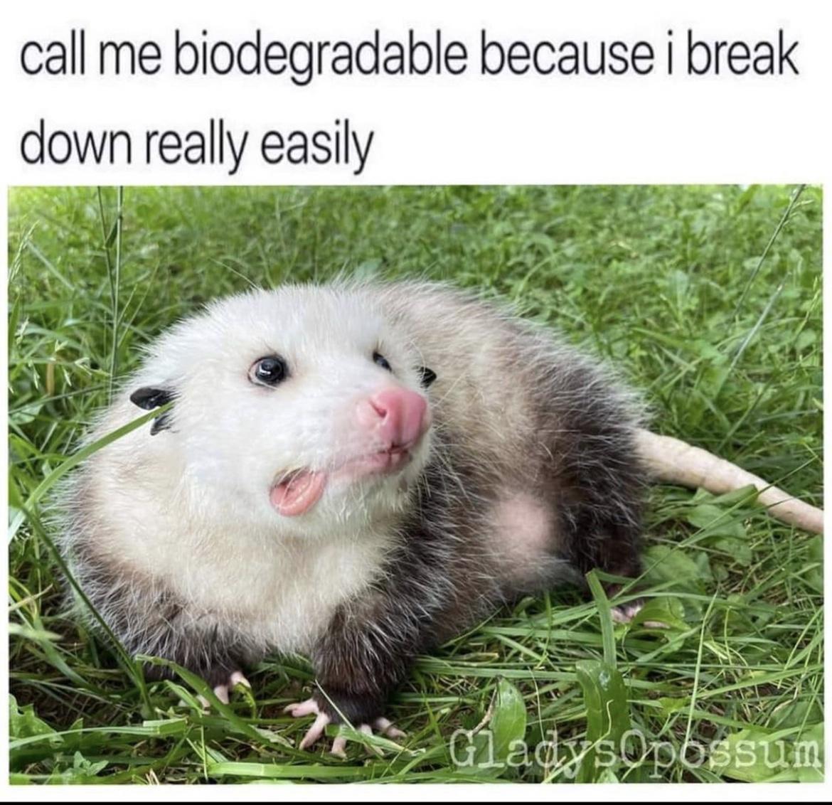 PossumTrash13's tweet photo. @K0R0NER https://t.co/fZxzY0gsIJ
