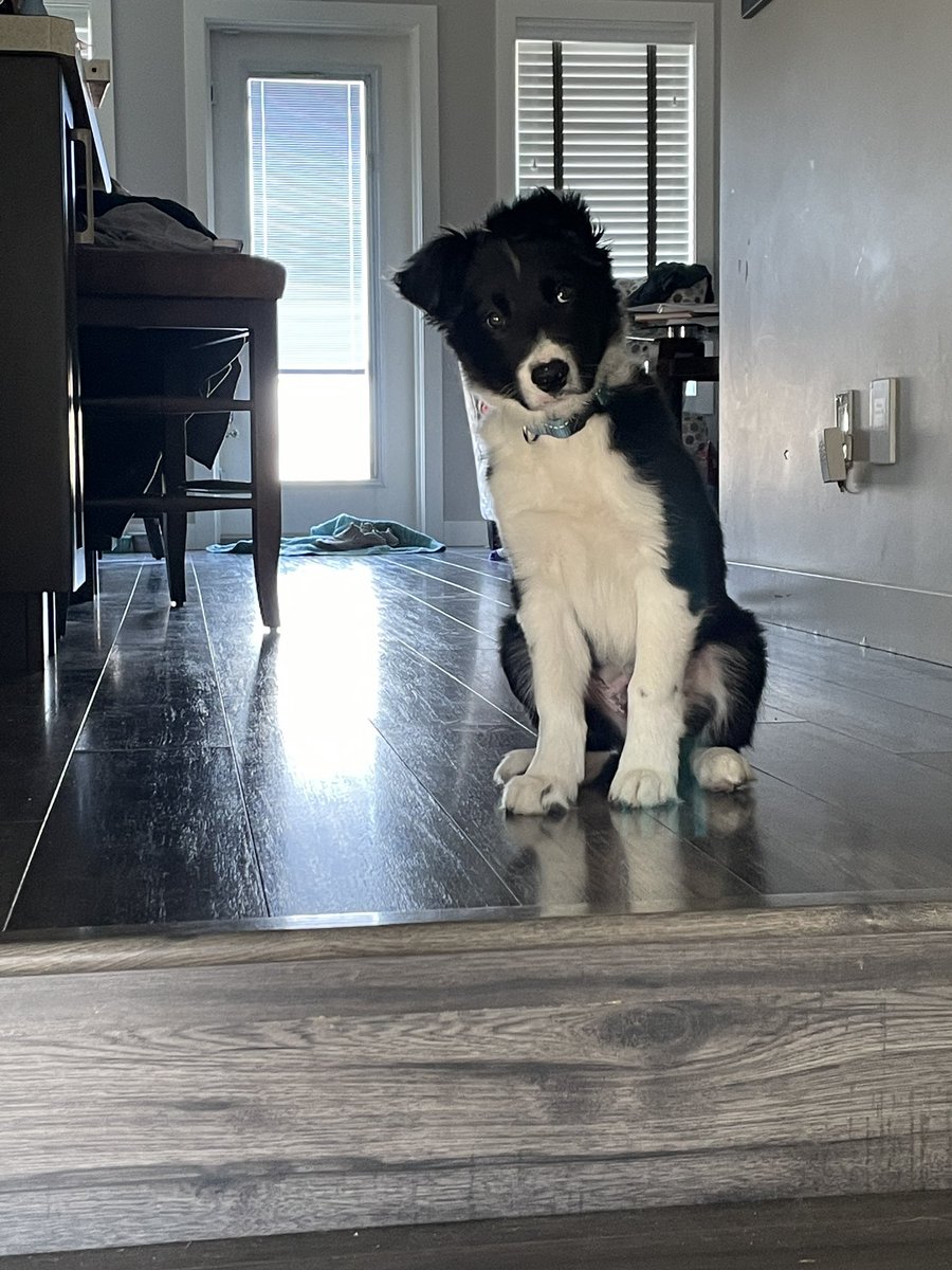 dwpicker's tweet photo. @AlumniFlames My fav Flames goalie. Bar none. Named our new puppy Kipper because of him. https://t.co/HMh3hVgssl