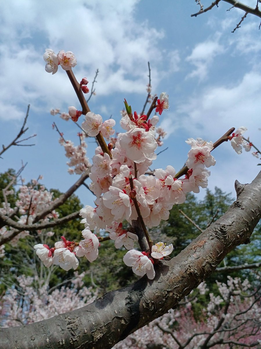 kyohousacchann's tweet photo. ハイ🙌咲いてるよー🌸
片道　30キロ かけて
親子でお花見
#サイクリング
晴れてるぅ〜✨✨✨

#shokz
#openrun
#huawei
#WATCH
#fit
#new 
#WatchFitNew
#Garmin
#gaiant 
#gravierdisc 
#2020model https://t.co/eLUURnQudo