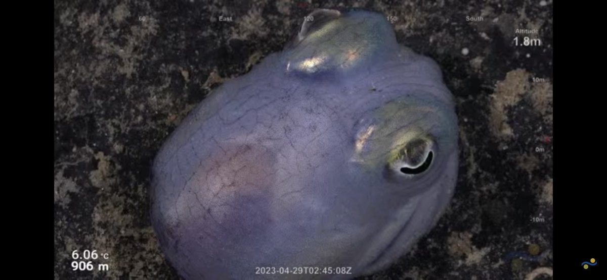 CaliKatBird's tweet photo. I can’t stand the cuteness!! Not sure if it’s octopus or squid, but it is freaking adorable!!! 😍🥰 Maybe Bobtail Squid? 🤔@SchmidtOcean #FalkorToo #WhitingBank https://t.co/afY5qzxRXQ